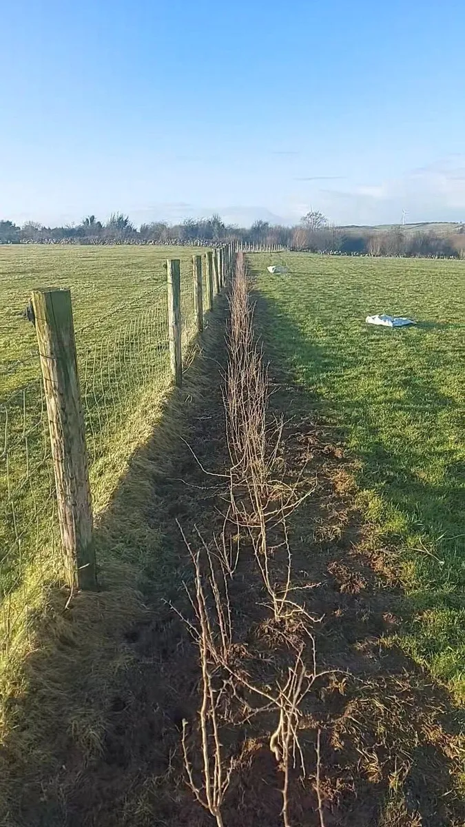 Tree planting - Image 1