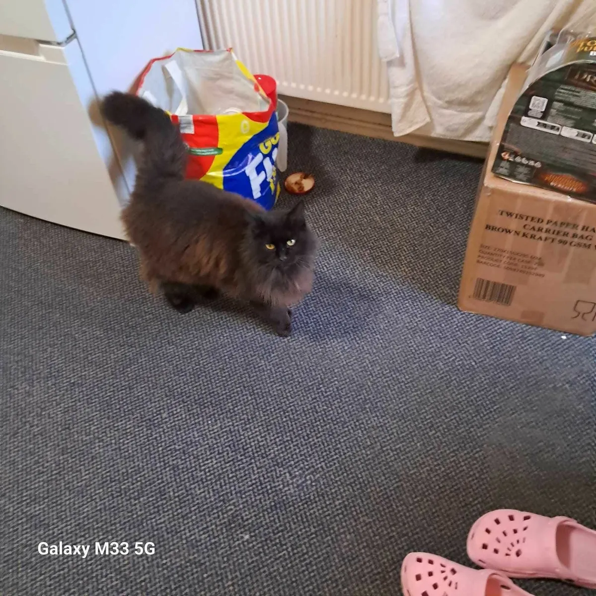 Free female cat  to good home - Image 4