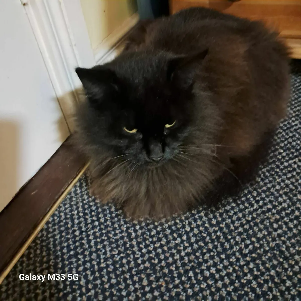 Free female cat  to good home - Image 1