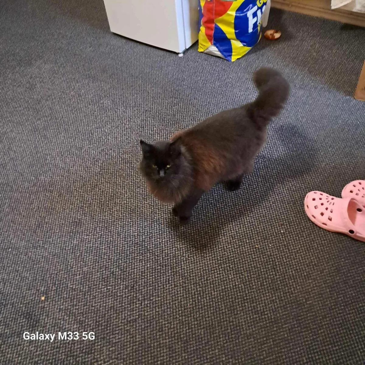 Free female cat  to good home - Image 2