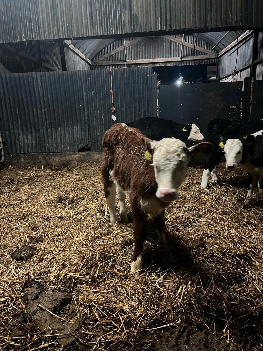 5 super Hereford heifer calves - Image 1