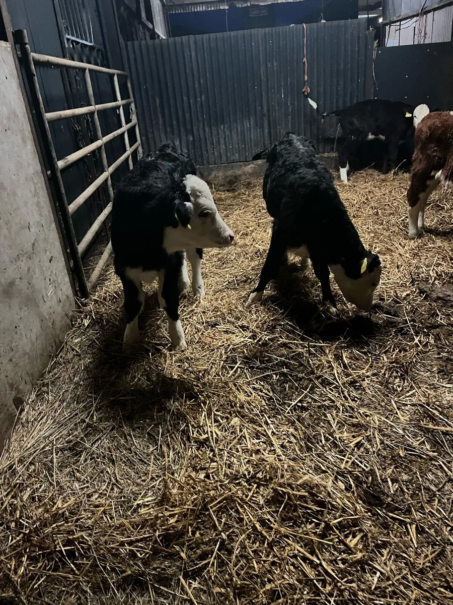 5 super Hereford heifer calves - Image 2