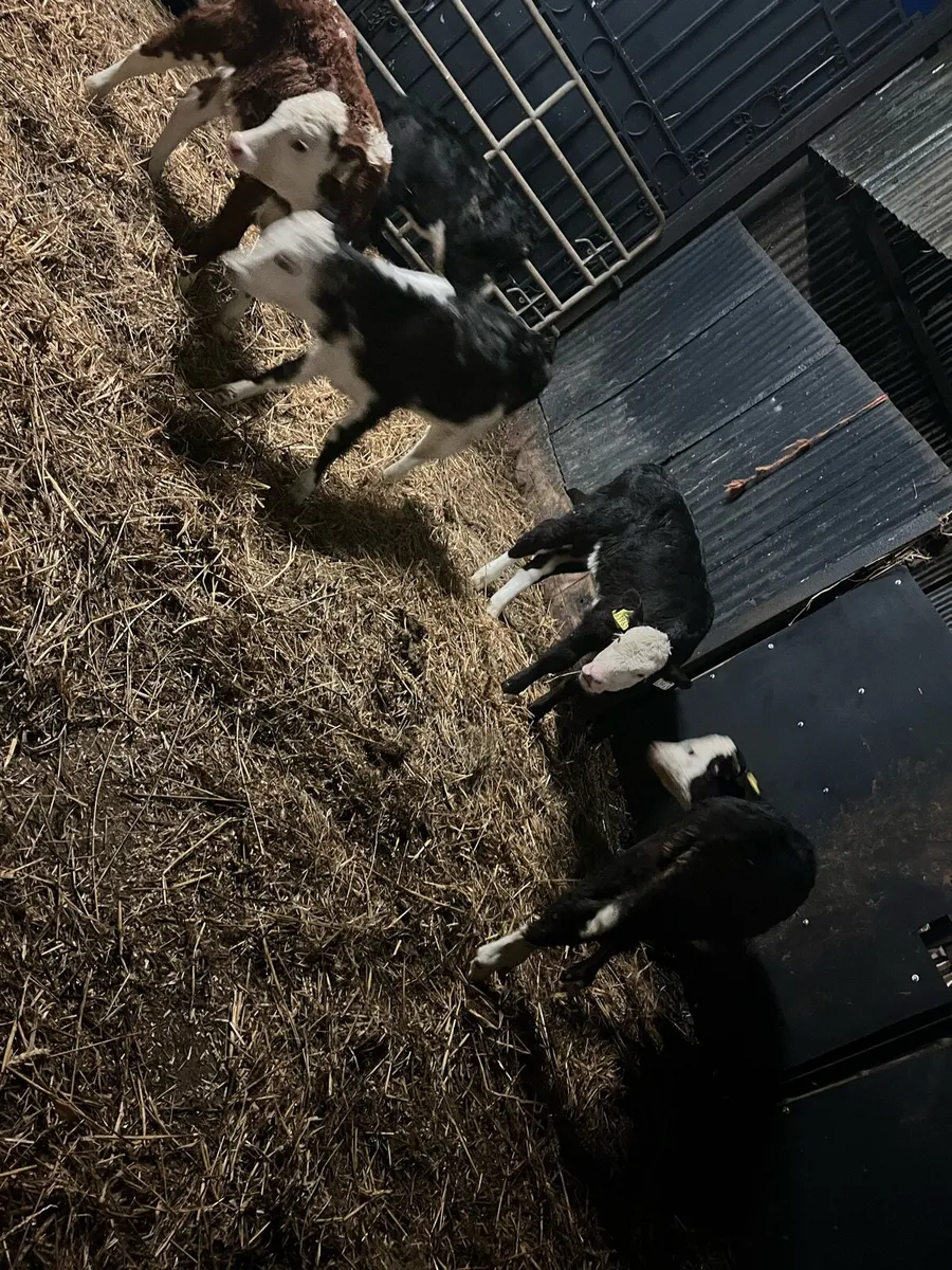 5 super Hereford heifer calves - Image 3