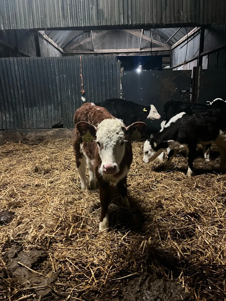 5 super Hereford heifer calves - Image 4