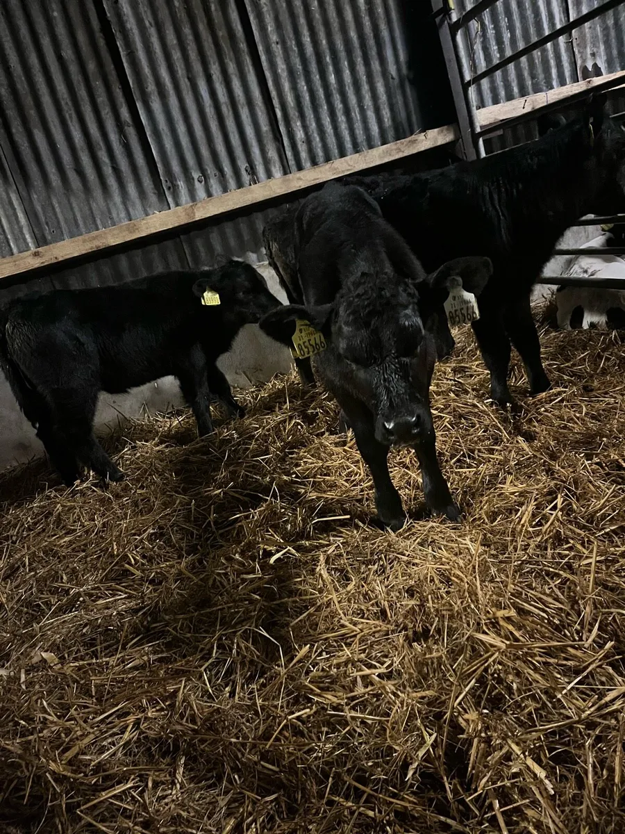 5 Angus heifer calves - Image 2