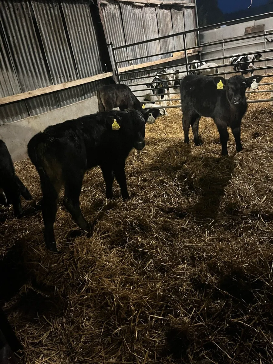 5 Angus heifer calves - Image 1