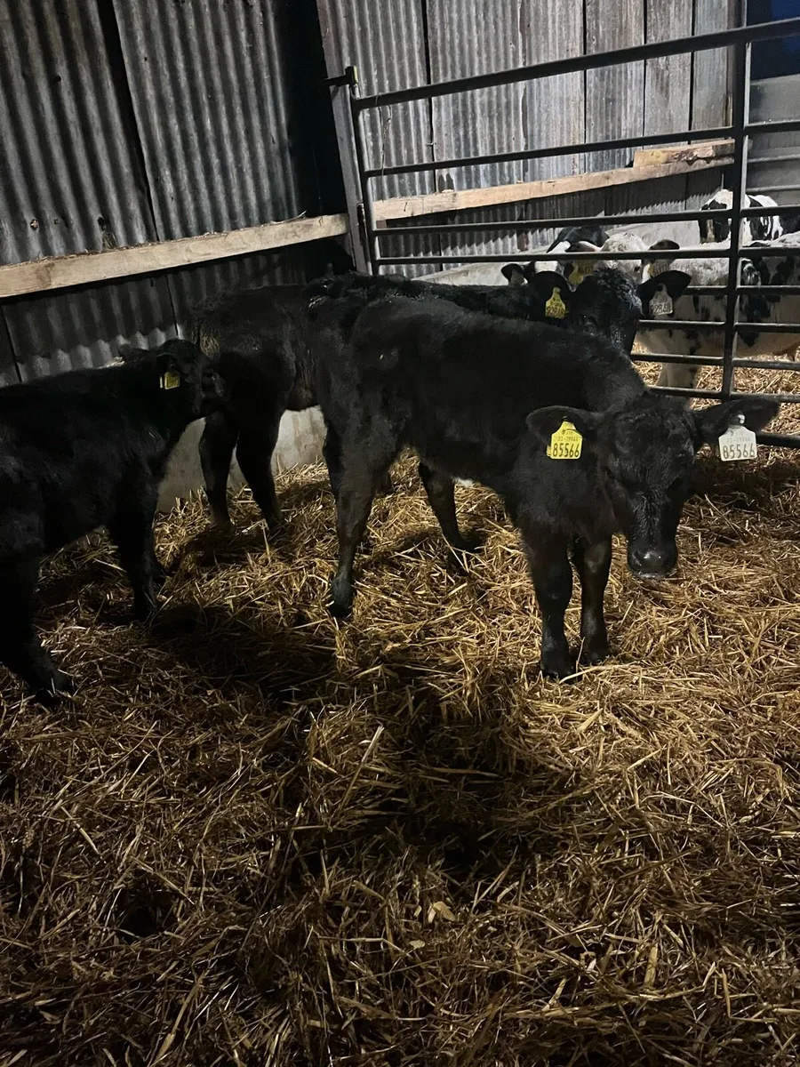 5 Angus heifer calves - Image 3