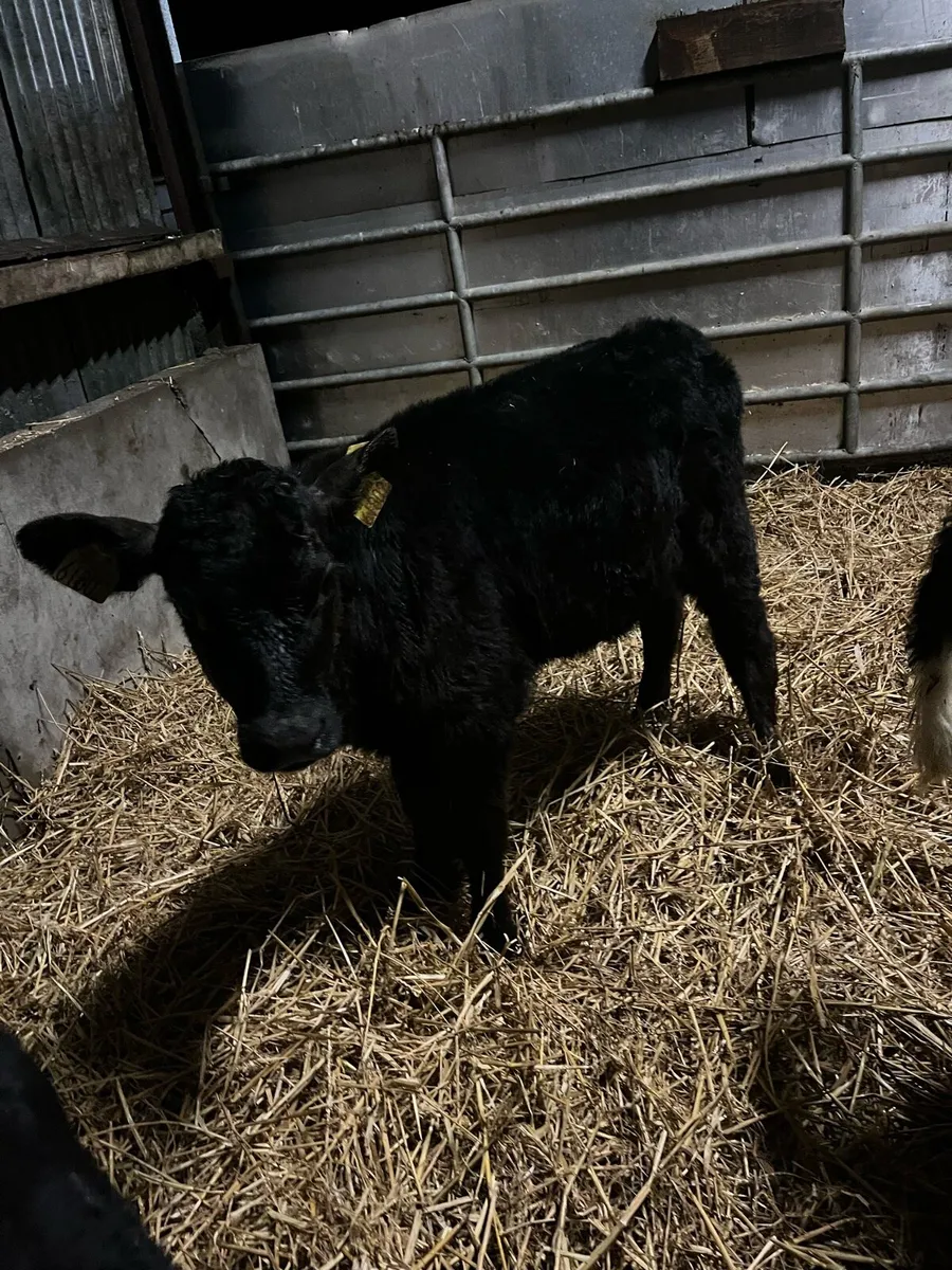5 Angus heifer calves - Image 4