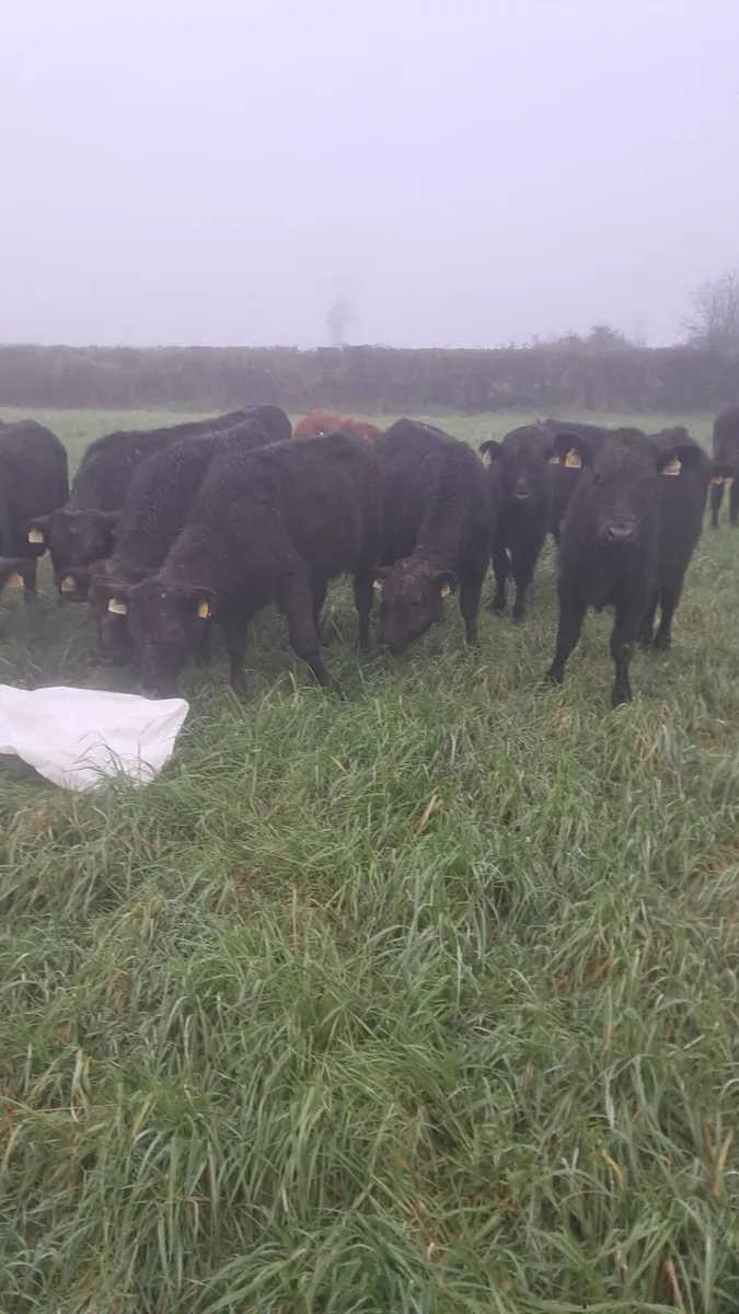 Angus weanlings - Image 4