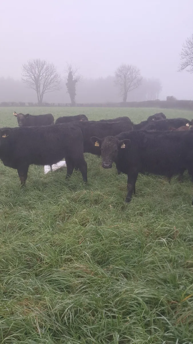 Angus weanlings - Image 3