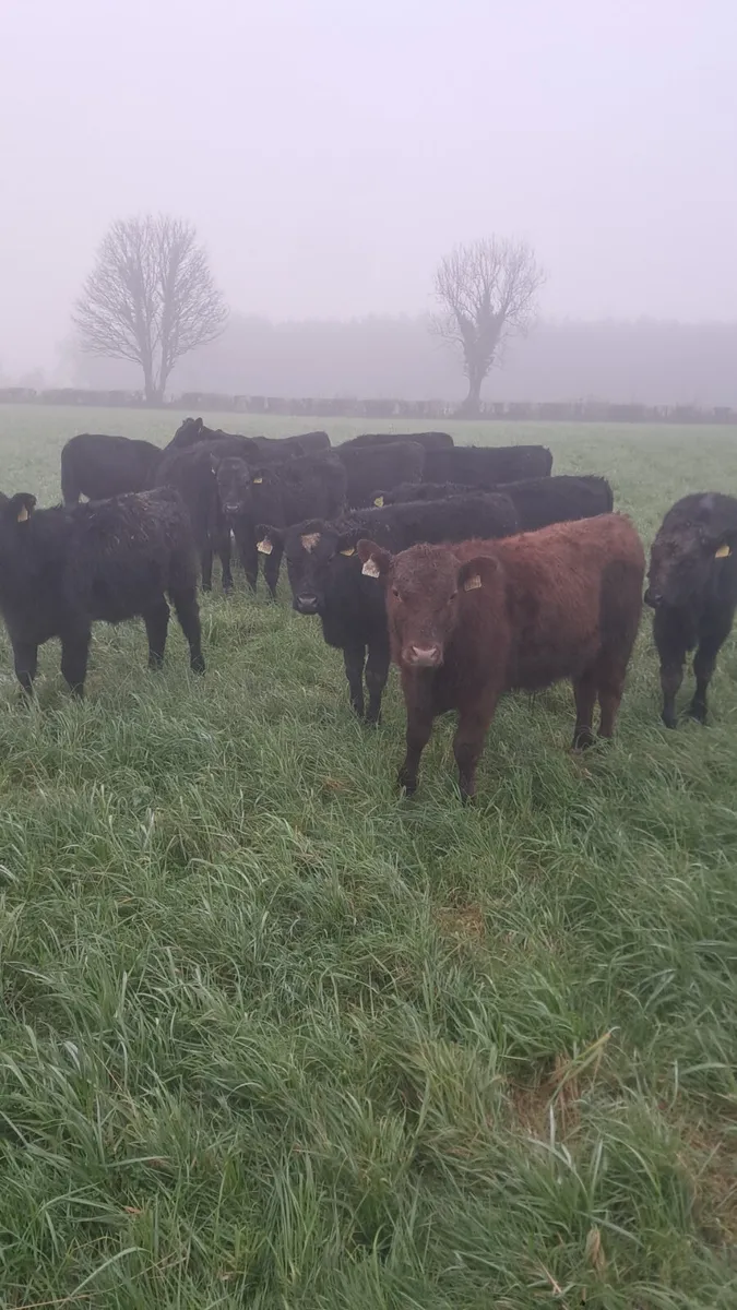 Angus weanlings - Image 1