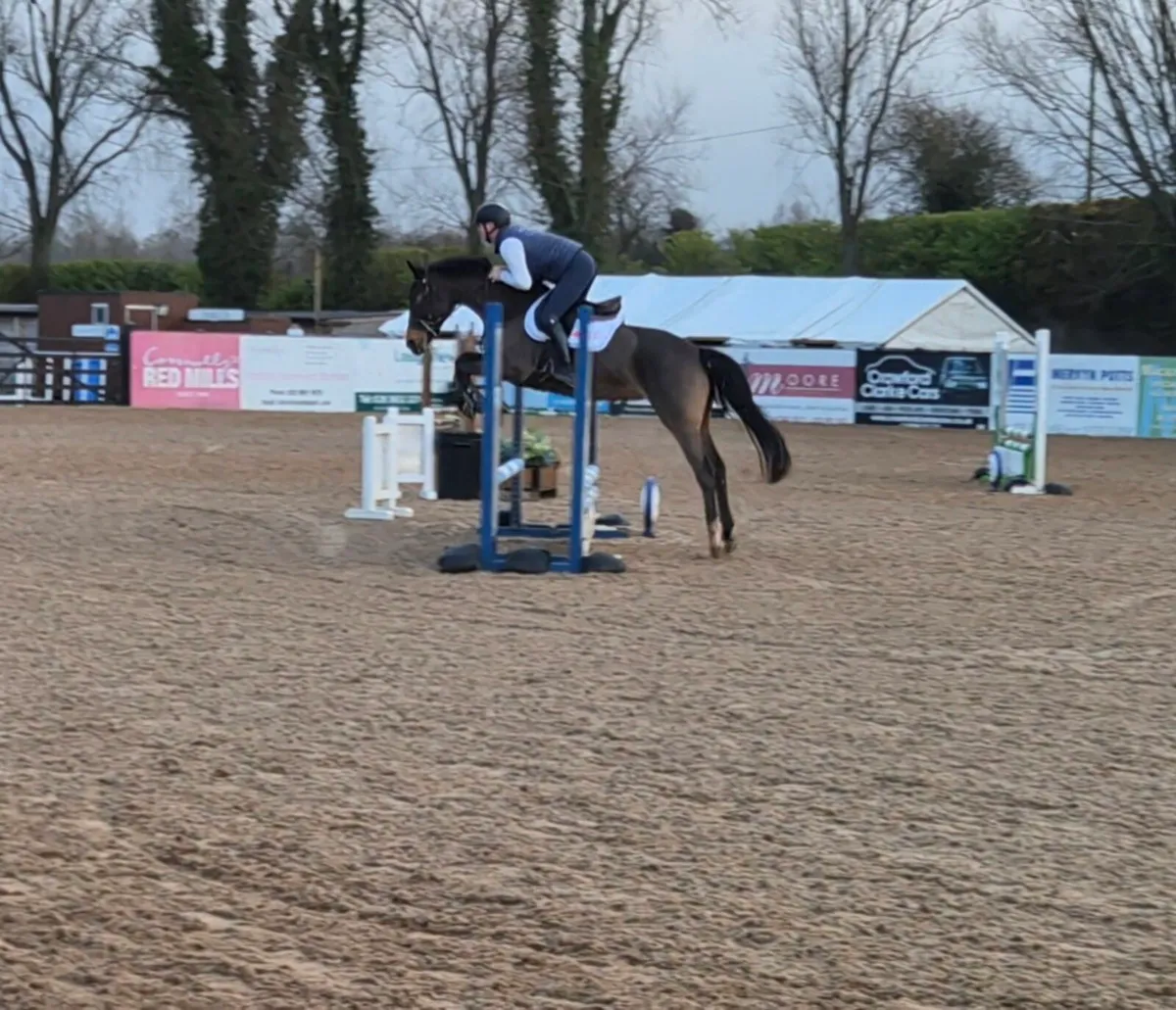 4yr old 15.3hh mare - Image 3