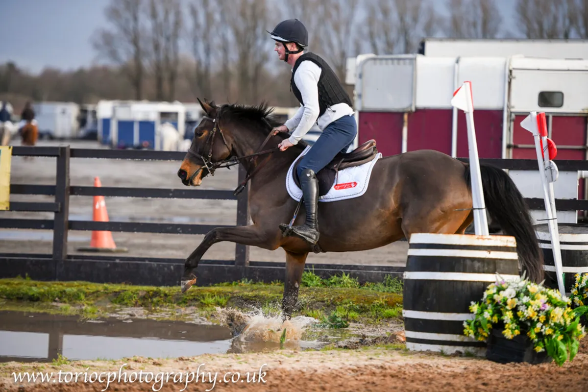 4yr old 15.3hh mare - Image 1