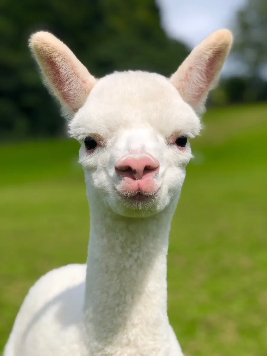 Alpacas-Young, halter trained pets - Image 1