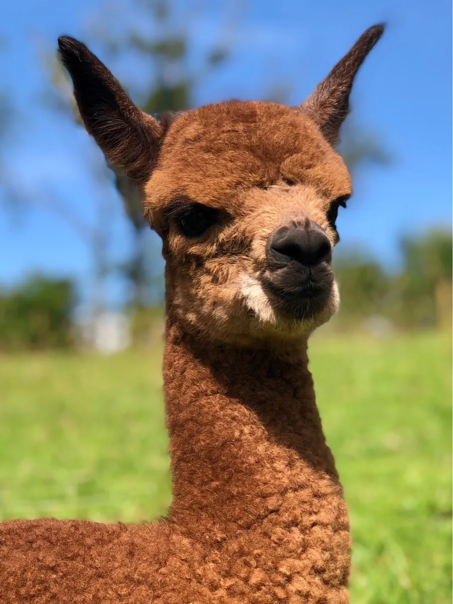 Alpacas-Young, halter trained pets - Image 2