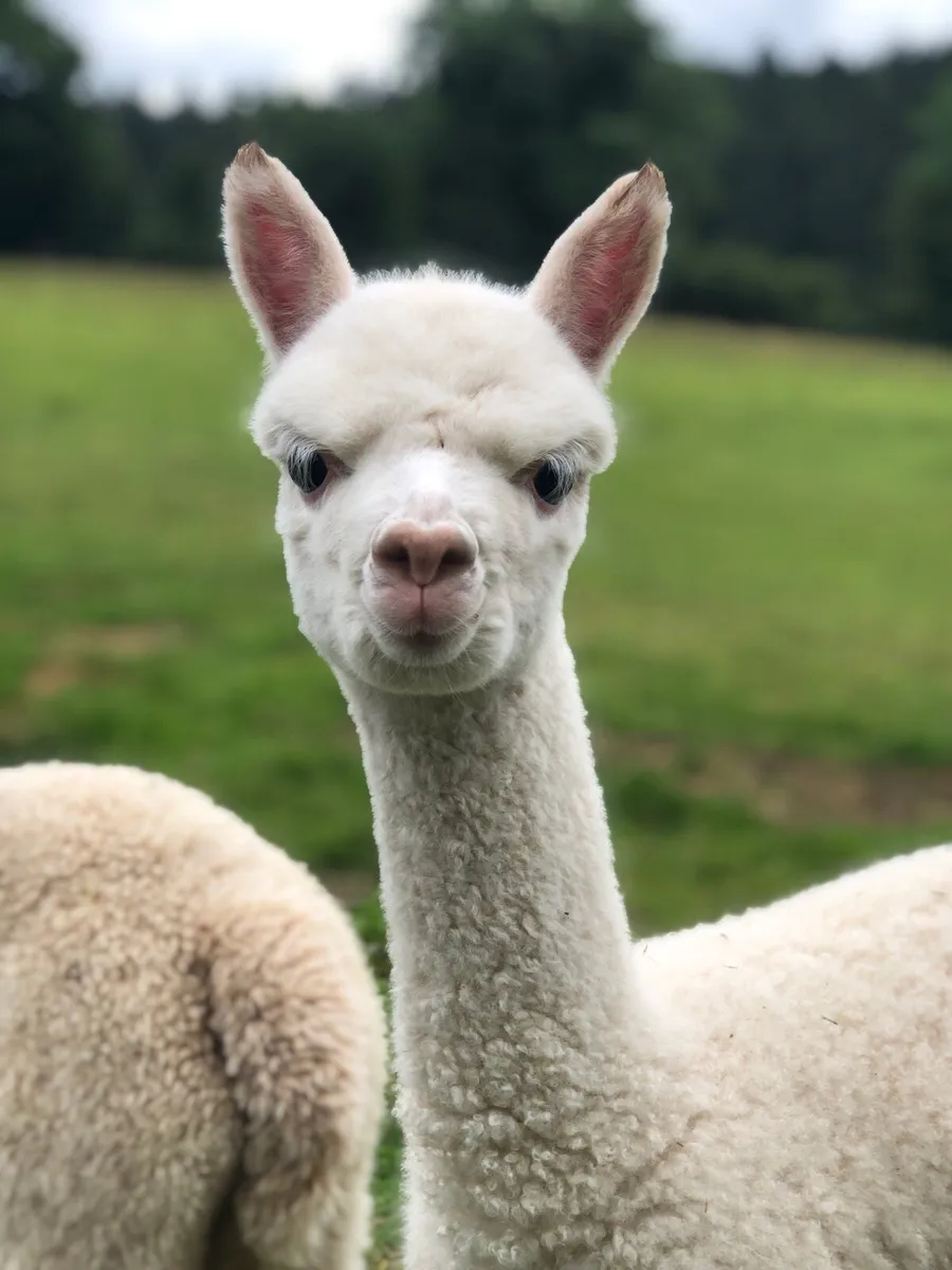 Alpacas-Young, halter trained pets - Image 3