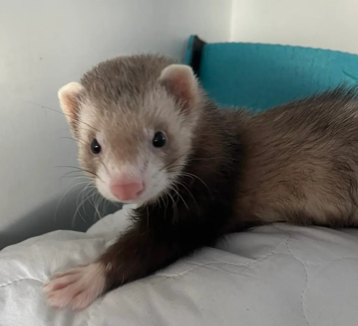 Ferret - Image 1