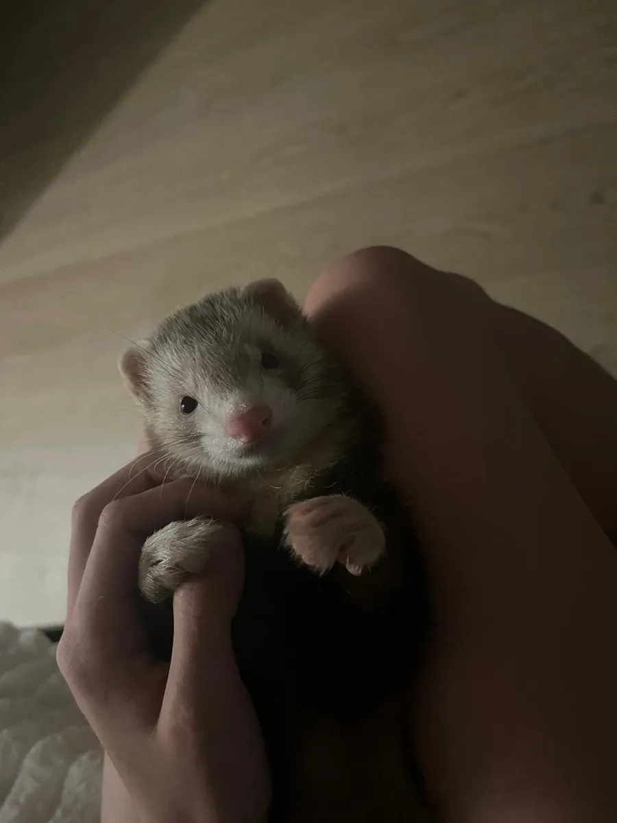 Ferret - Image 2