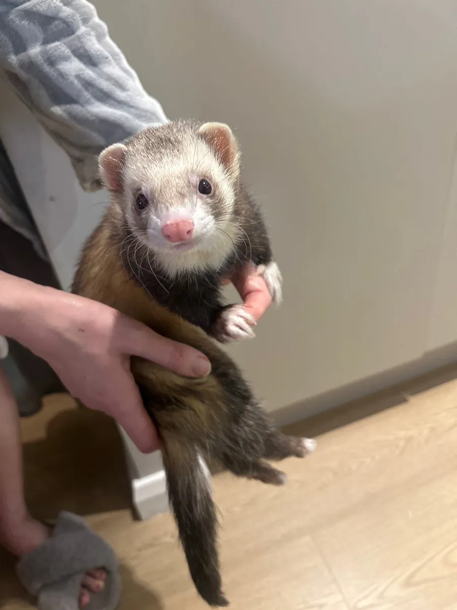 Ferret - Image 3