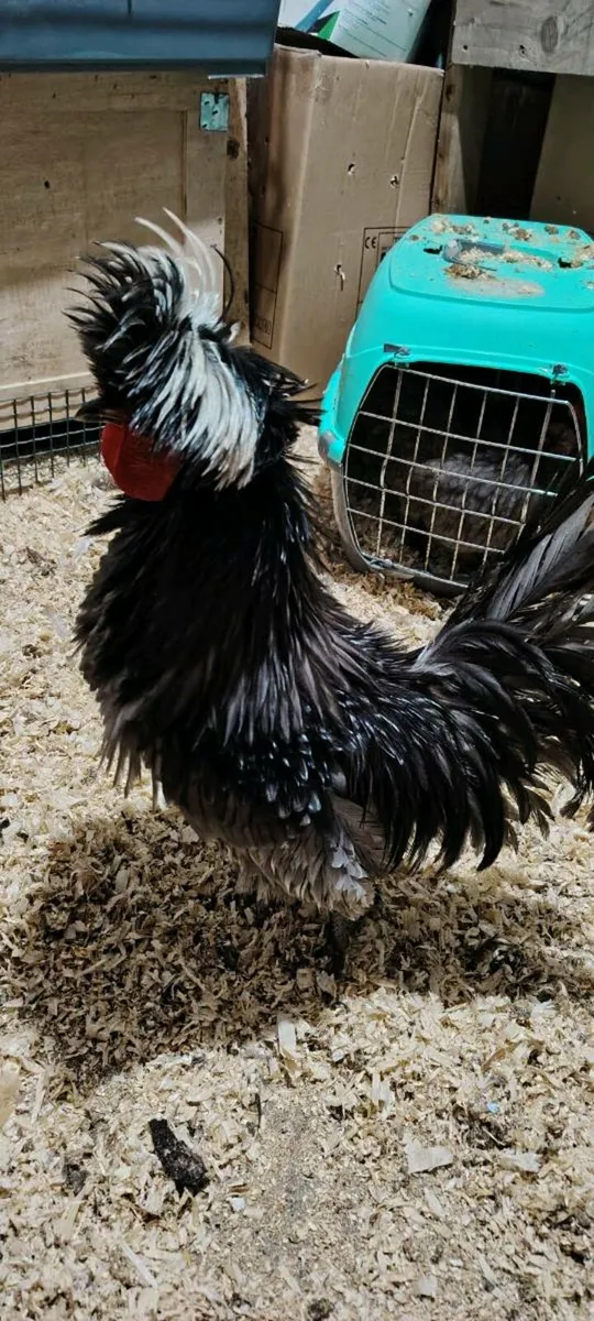 Polish chickens, orpingtons - Image 4