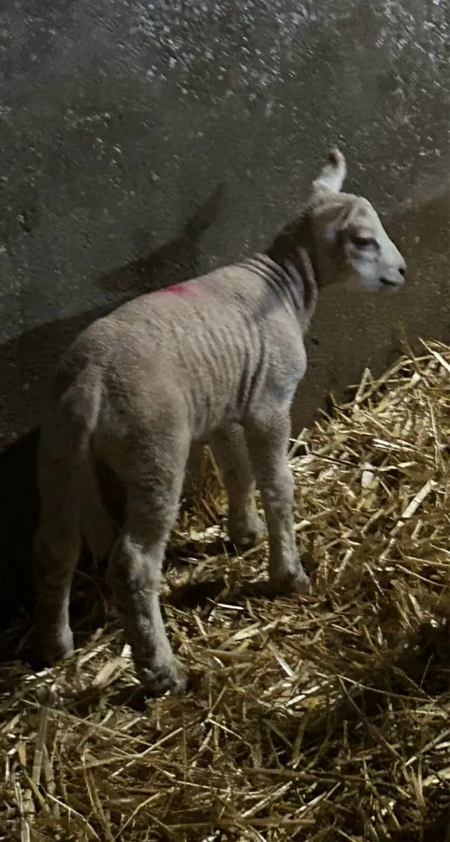 Pet lambs - Image 1