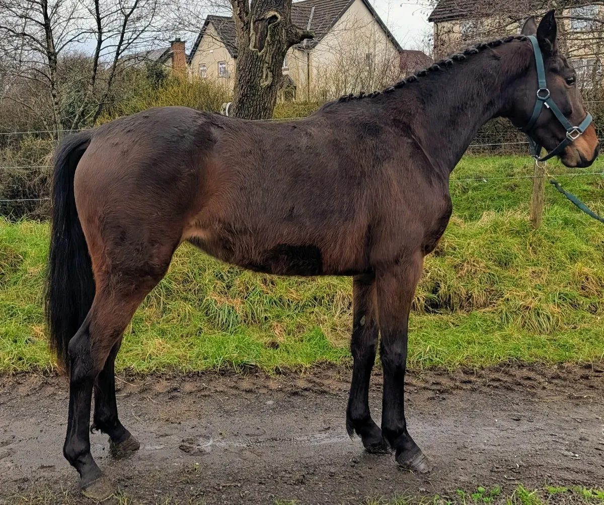Rising 3 year old Mare - Image 1