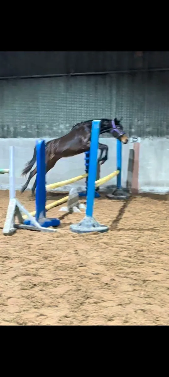 Rising 3 year old Mare - Image 2