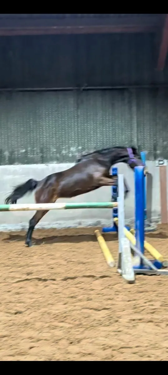 Rising 3 year old Mare - Image 3