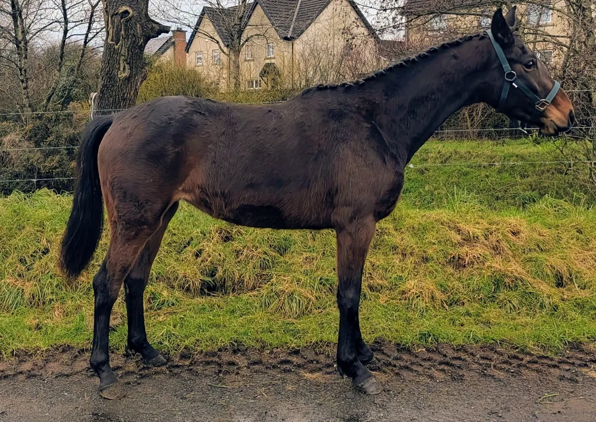 Rising 3 year old Mare - Image 4