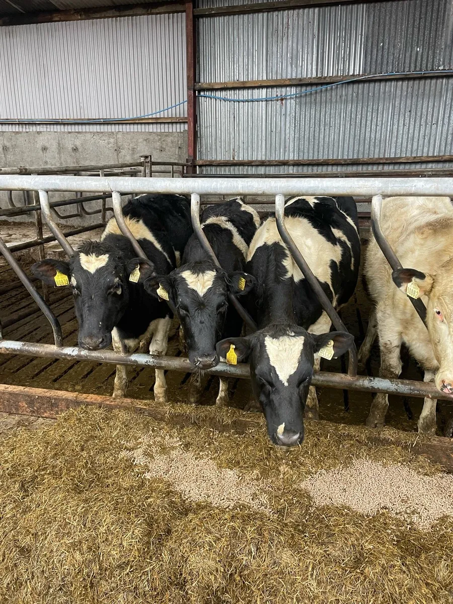 Bulling heifers - Image 1