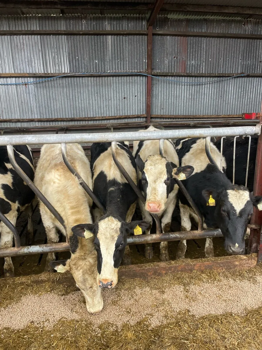 Bulling heifers - Image 3