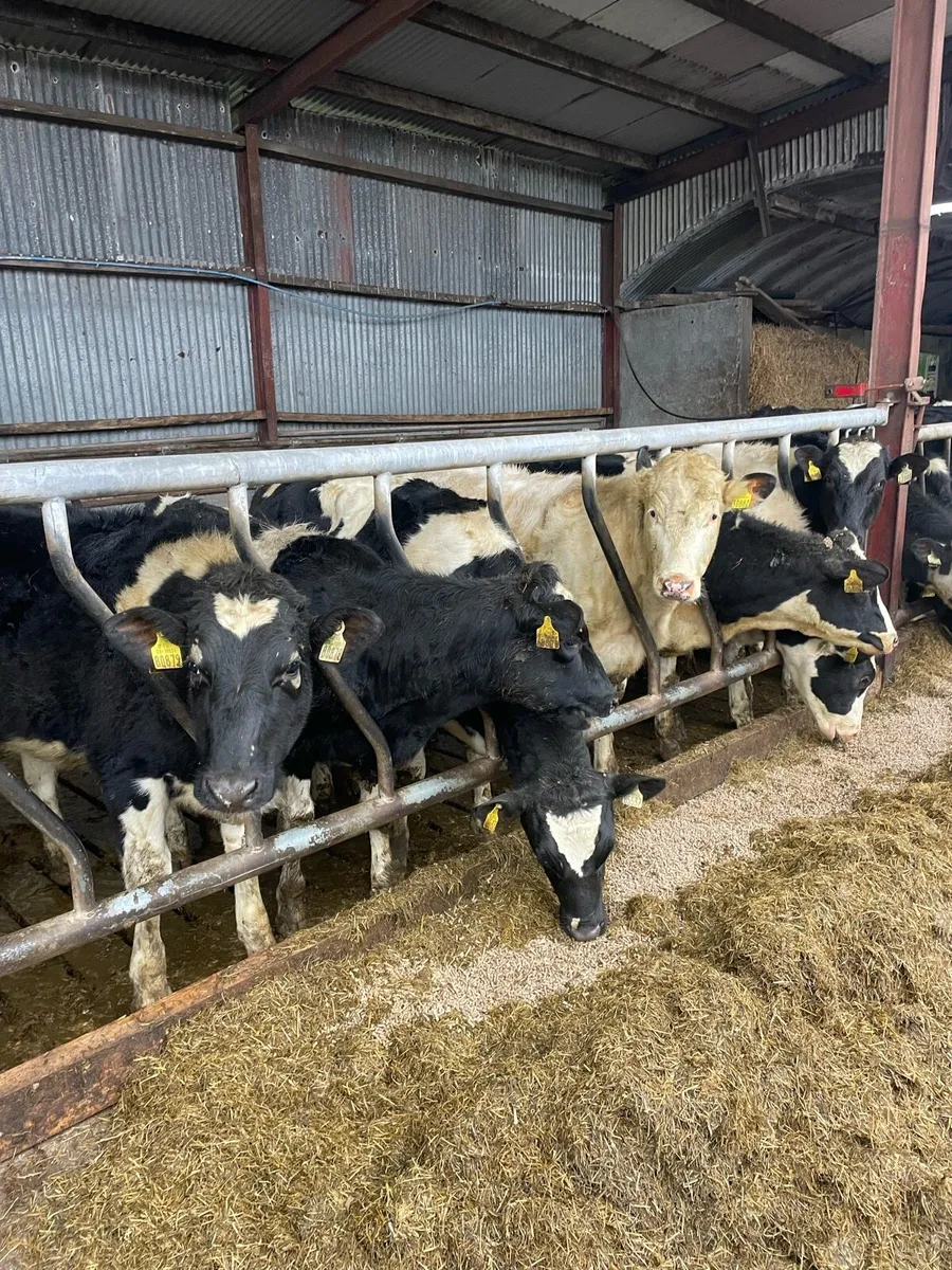 Bulling heifers - Image 4