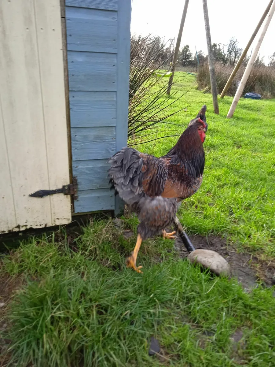 Gorgeous Blue Laced Wyandotte Rooster - Image 2