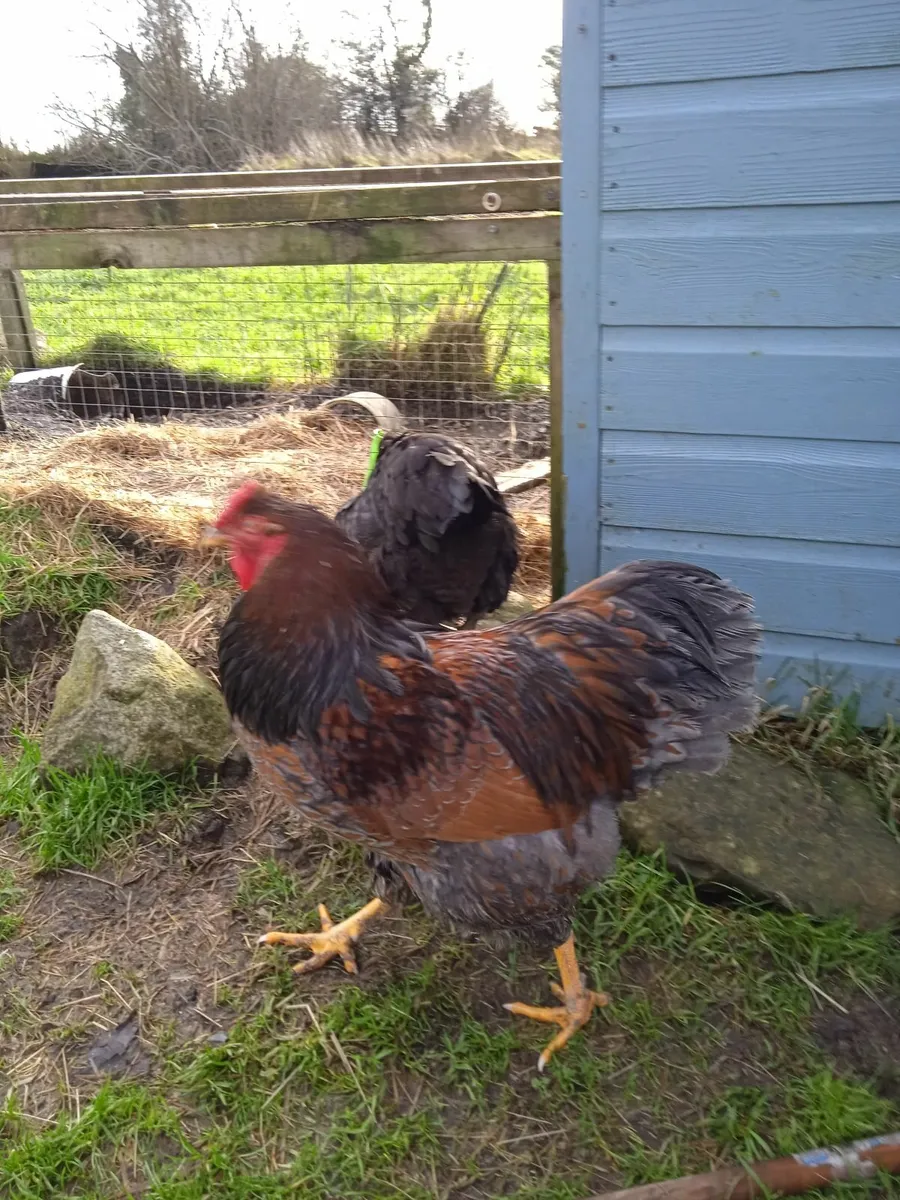 Gorgeous Blue Laced Wyandotte Rooster - Image 3