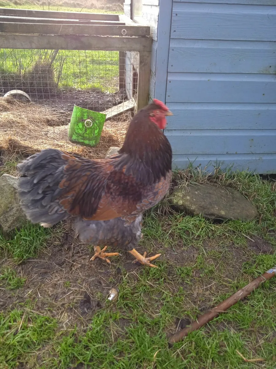 Gorgeous Blue Laced Wyandotte Rooster - Image 4