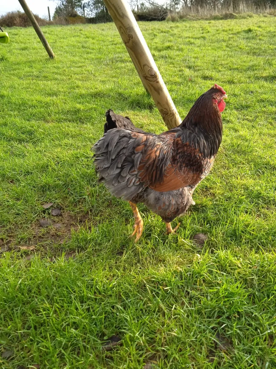 Gorgeous Blue Laced Wyandotte Rooster - Image 1