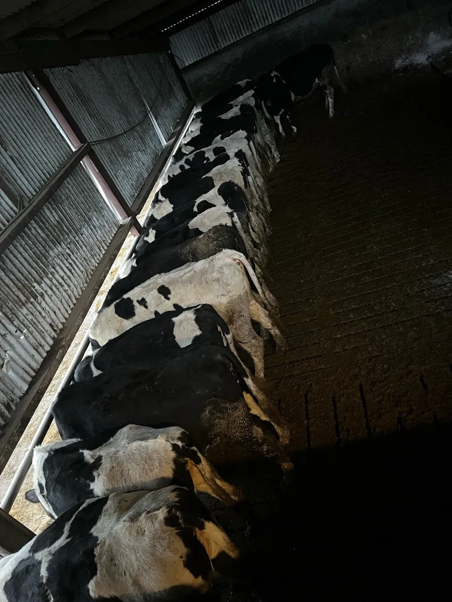 In calf fresian heifers - Image 2