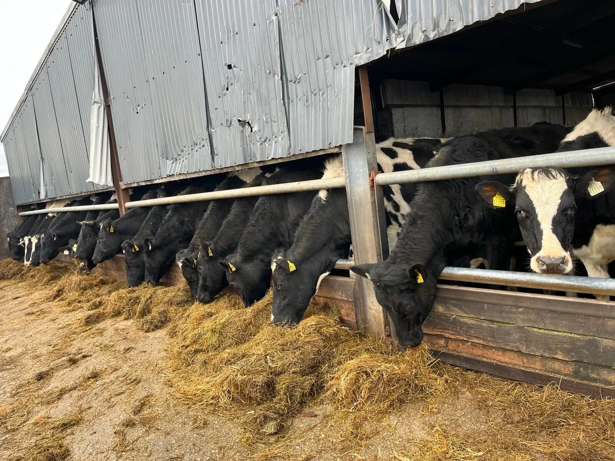 In calf fresian heifers - Image 3