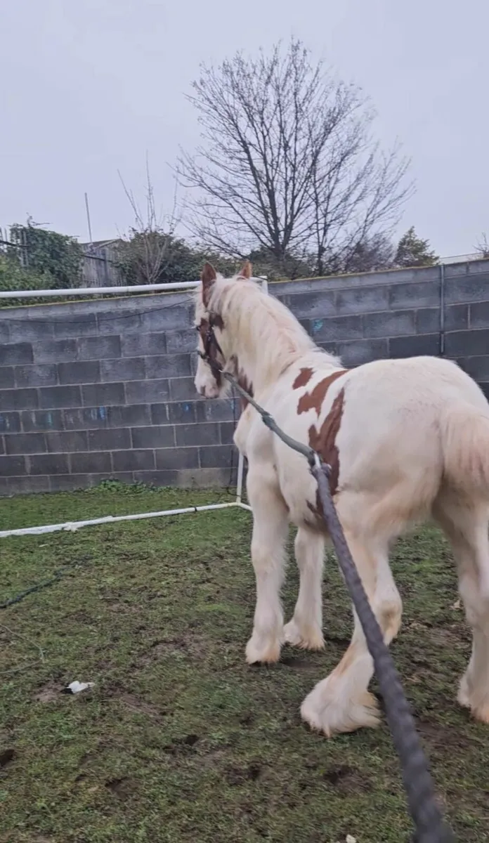 Horse    Genuine Half Breed colt - Image 1