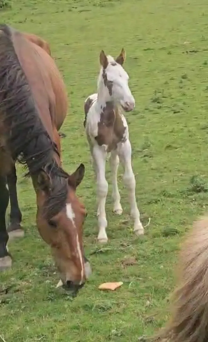 Horse    Genuine Half Breed colt - Image 3
