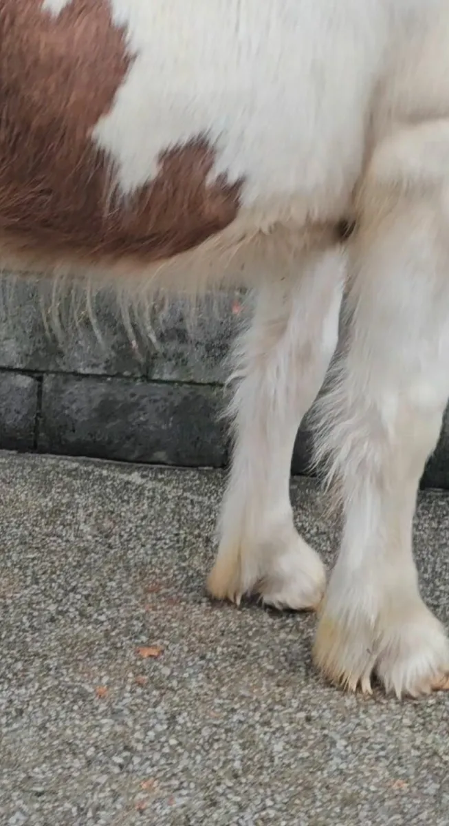 Horse    Genuine Half Breed colt - Image 2