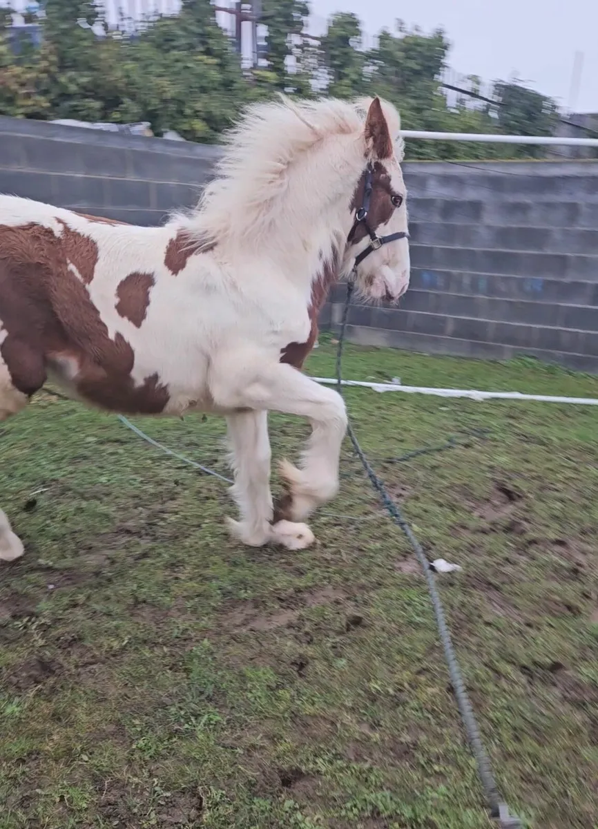 Horse    Genuine Half Breed colt - Image 4