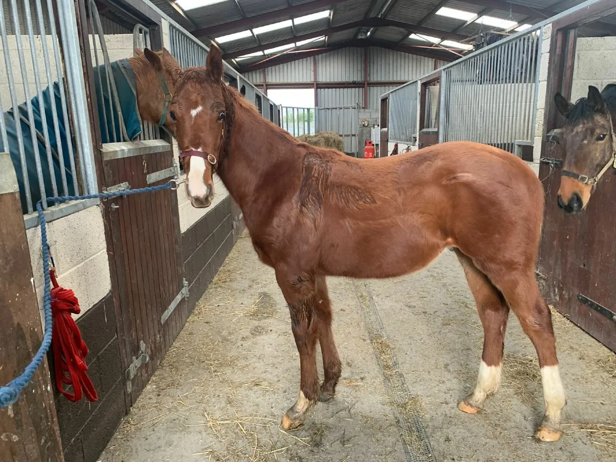 Potential eventer - Image 1