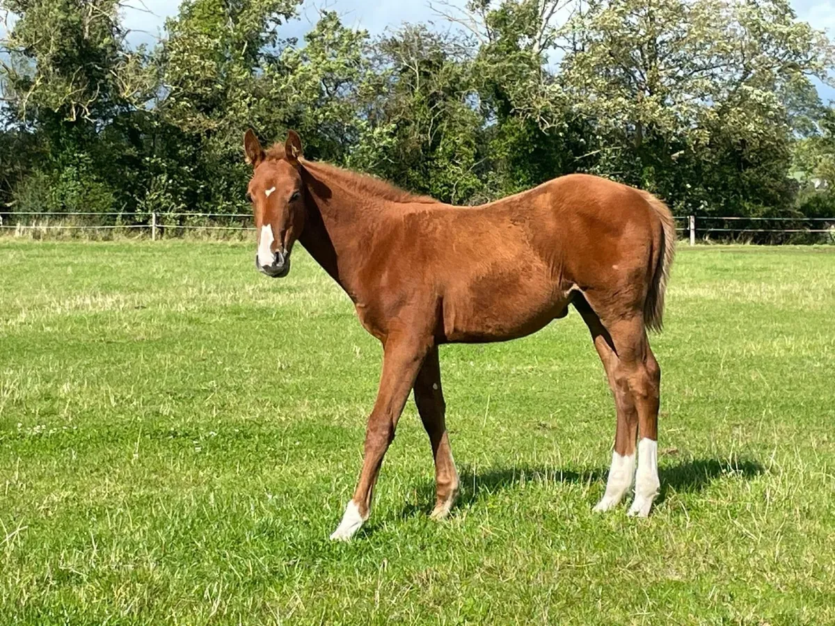 Potential eventer - Image 3