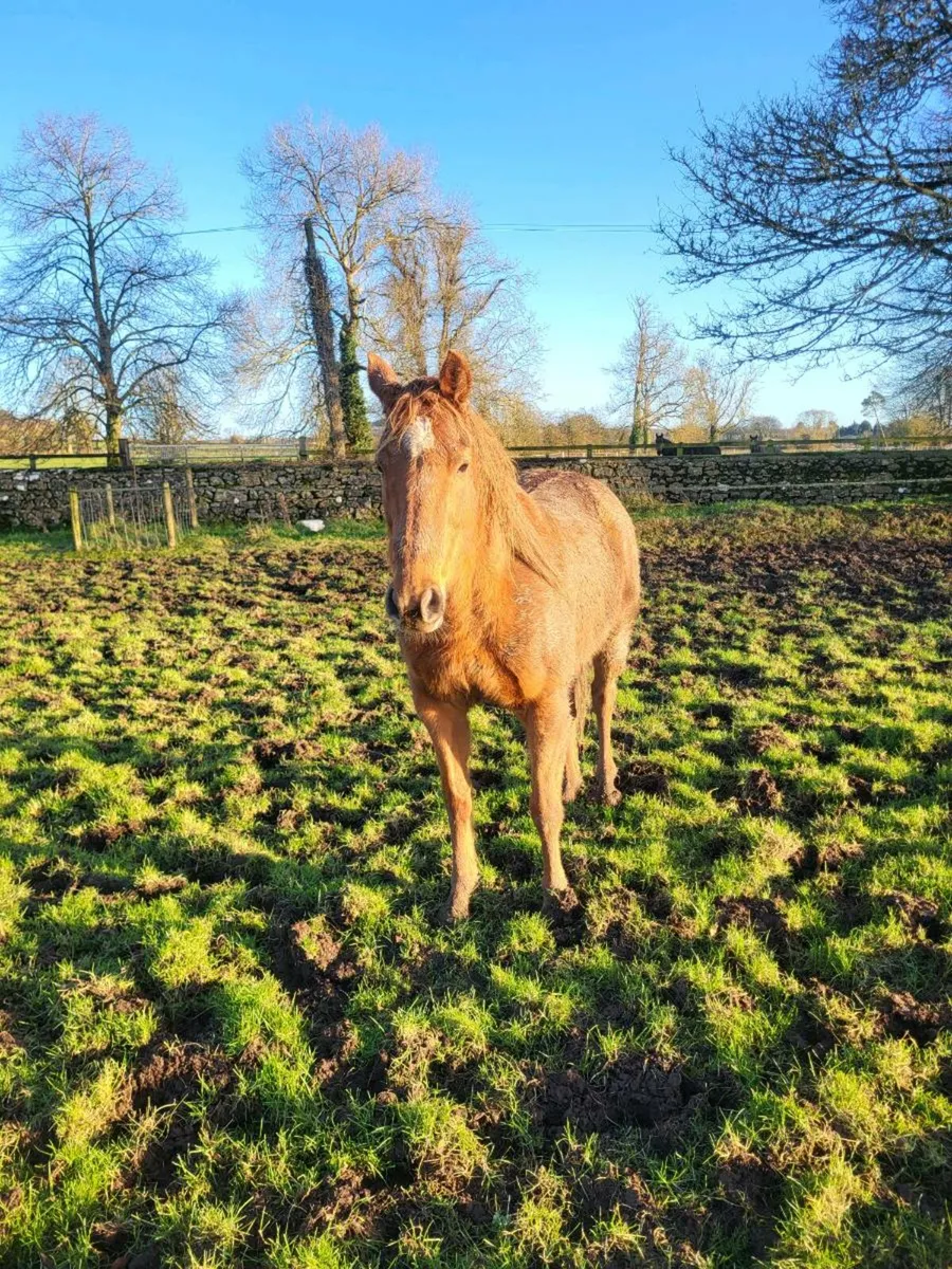 Thoroughbred Filly - Image 1