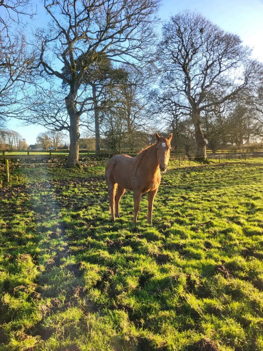 Thoroughbred Filly - Image 2