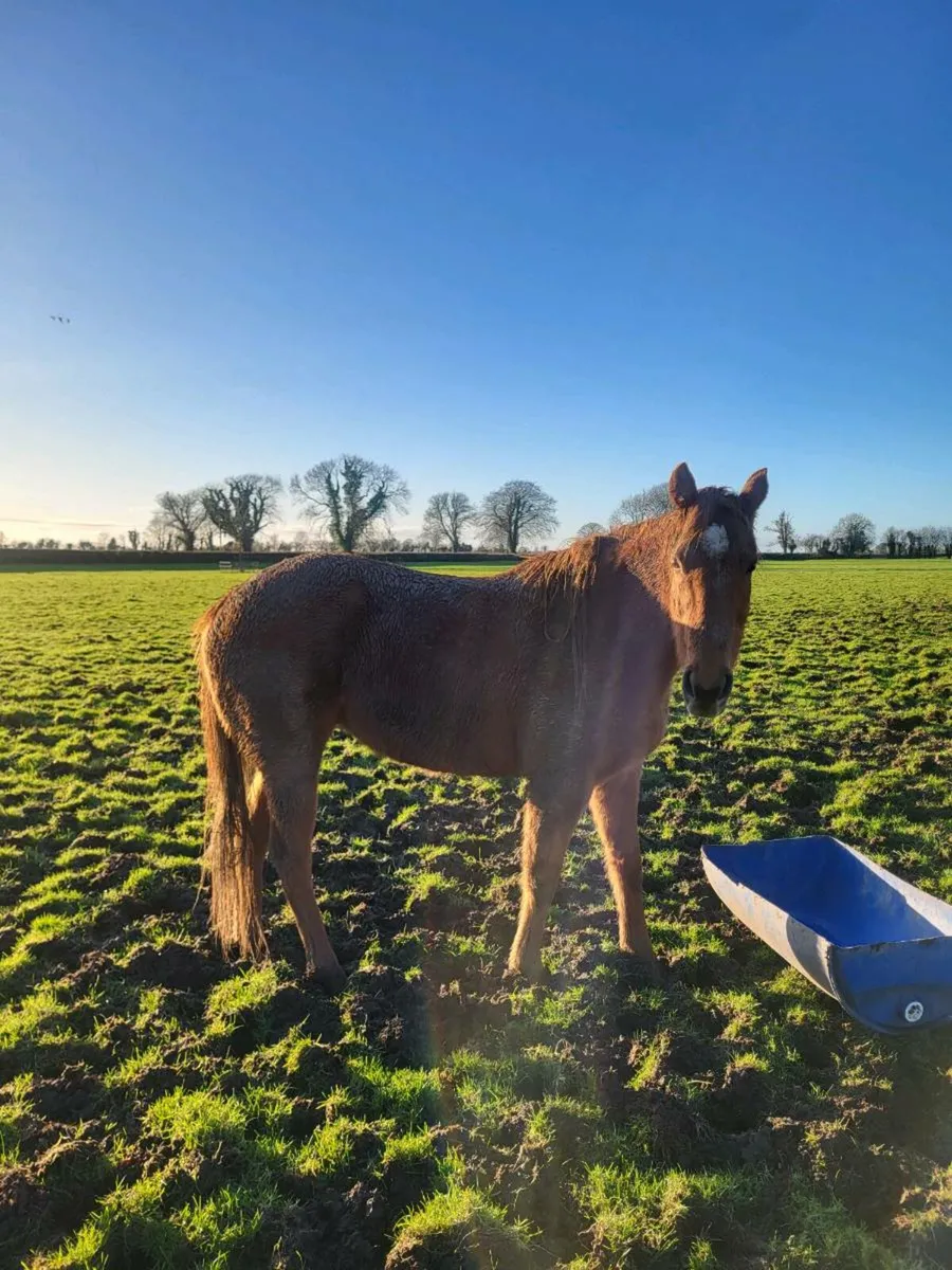 Thoroughbred Filly - Image 3