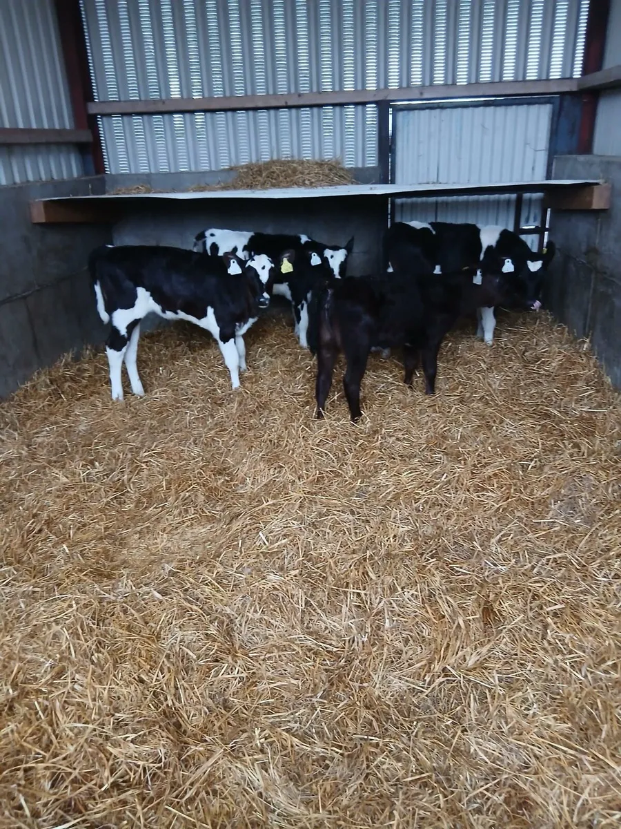 Angus and Friesian calves for sale
