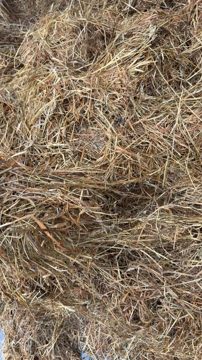 Silage bales - Image 2