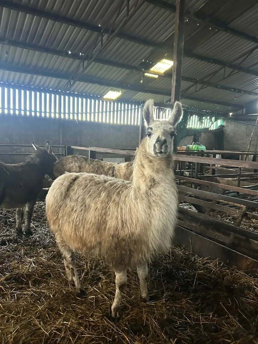 Llama - Image 3